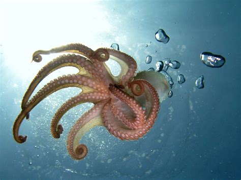 Is A Octopus A invertebrate?